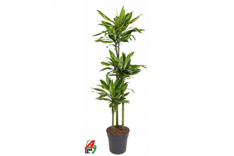 Dracaena fragr. golden coast Dracaena Gold Coast 90-60-30pp 