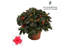 Rhododendron simsii rood Azalea Flandresse® rood 22 - 25 cmcm diameter