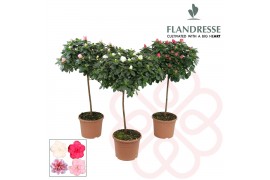 Rhododendron simsii mix Azalea Flandresse® stam gemengd  30 cmcm diame
