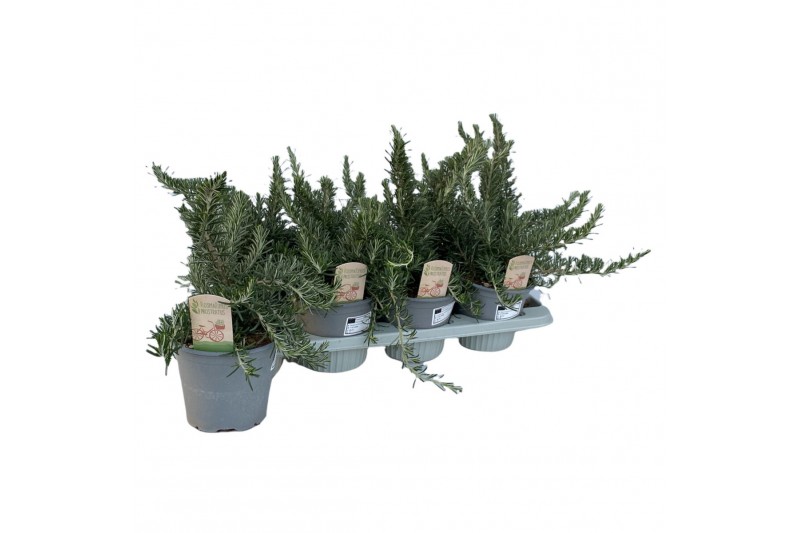 Rosmarinus prostratus 