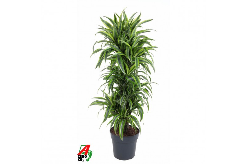 Dracaena fragr. der. lemon lime Dracaena Lemon Lime vertakt P31pp 