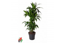 Dracaena fragr. janet craig Dracaena Janet Craig vertakt P31pp
