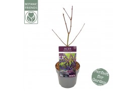 Acer palmatum trompenburg Acer palm. Trompenburg