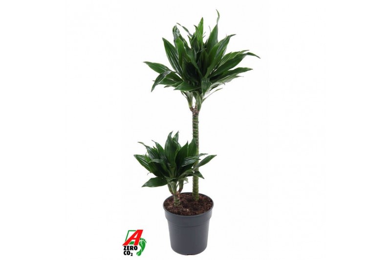 Dracaena fragr. compacta green jewel Dracaena Green Jewel 45-15pp 