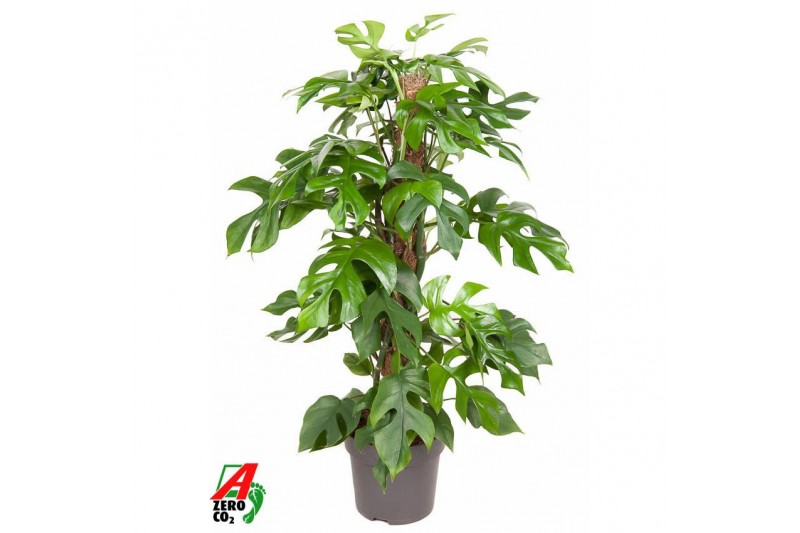 Monstera minima Monstera Minima mosstok P19 (NO GAP)pp 