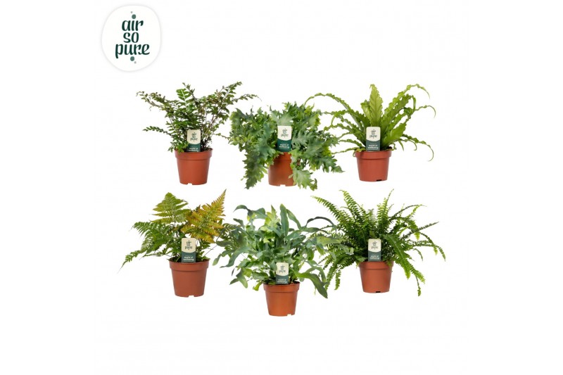 Varens mix Varenmix - Air So Pure 