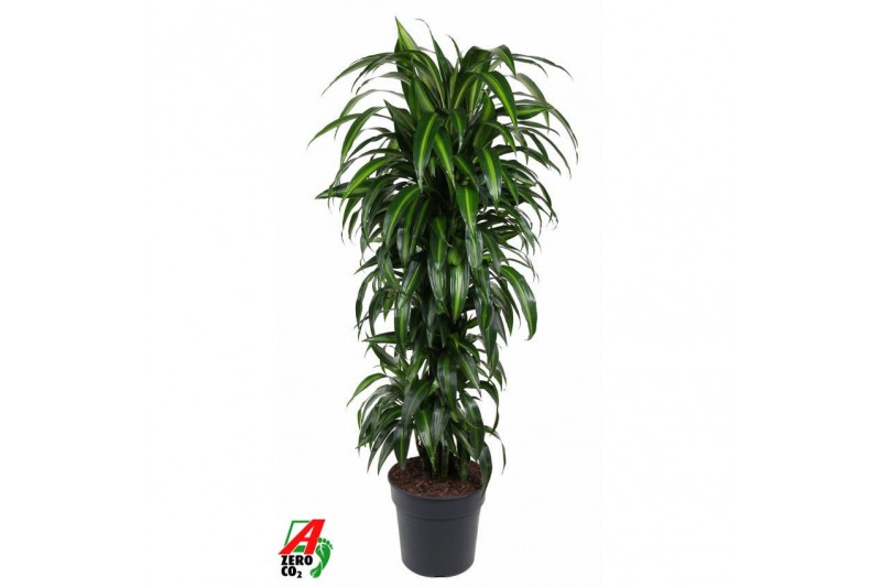 Dracaena fragr. hawaiian sunshine Dracaena Hawaiiana vertakt P31pp 