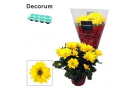 Chrysanthemum breeze sol Chrysanne® Margarita Yellow3 pp