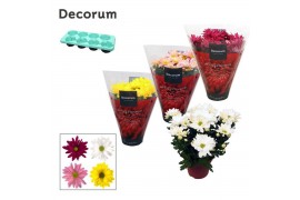 Chrysanthemum ind. breeze mix Chrysanne® Margarita Mix3 pp