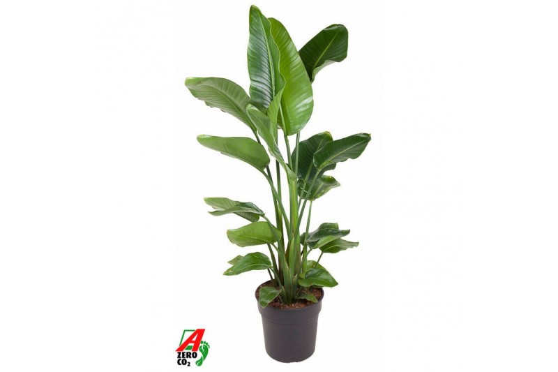 Strelitzia nicolai Strelitzia Nicolai P31(zonder bloem)zonder bloem bl 