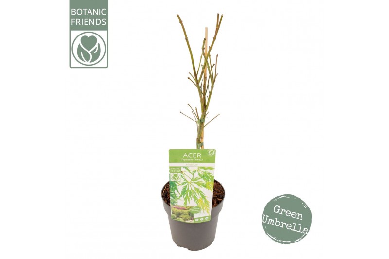 Acer palmatum dissectum Acer palm. Dissectum 