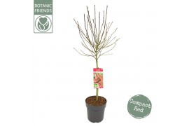 Acer palmatum shaina Acer palm. Shaina40 cm cm stam