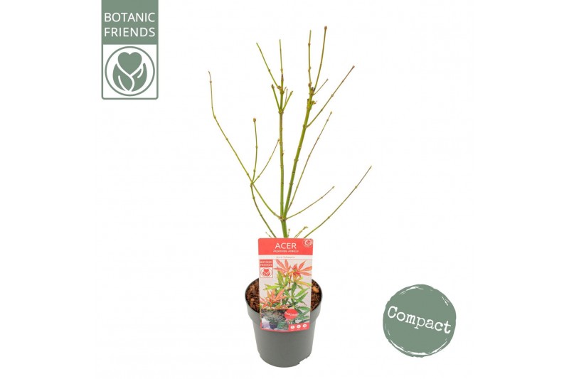 Acer palmatum jerre schwartz Acer palm. Jerre Schwartz 