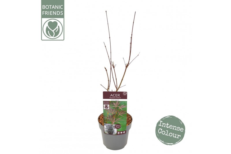 Acer palmatum sumi-nagashi Acer palm. Sumi-nagashi 