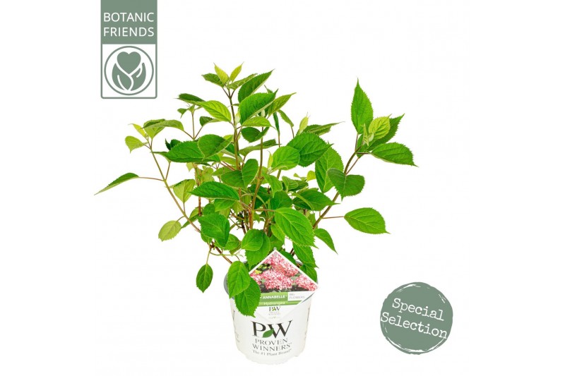 Hydrangea arborescens Hydrangea ar. Ruby Annabelle ® 