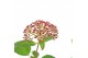 Hydrangea arborescens Hydrangea ar. Ruby Annabelle ® 