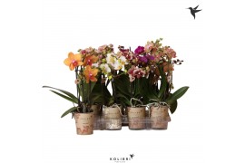 Phalaenopsis multiflora Kolibri Orchids Phalaenopsis Mix 3 spike20 bl.