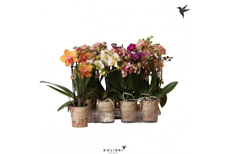 Phalaenopsis multiflora Kolibri Orchids Phalaenopsis Mix 3 spike20 bl. 