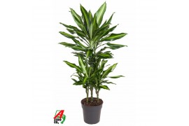 Dracaena fragr. cintho 45-carrousel Dracaena Cintho 45-carrouselpp