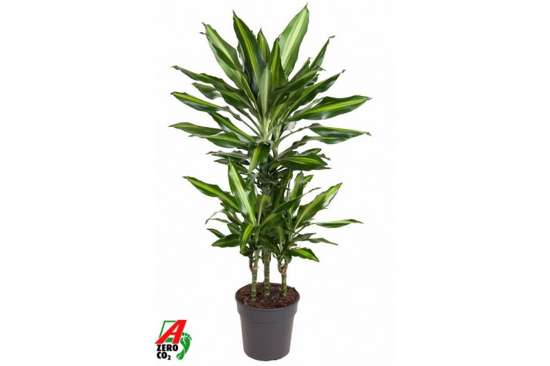 Dracaena fragr. cintho 45-carrousel Dracaena Cintho 45-carrouselpp 