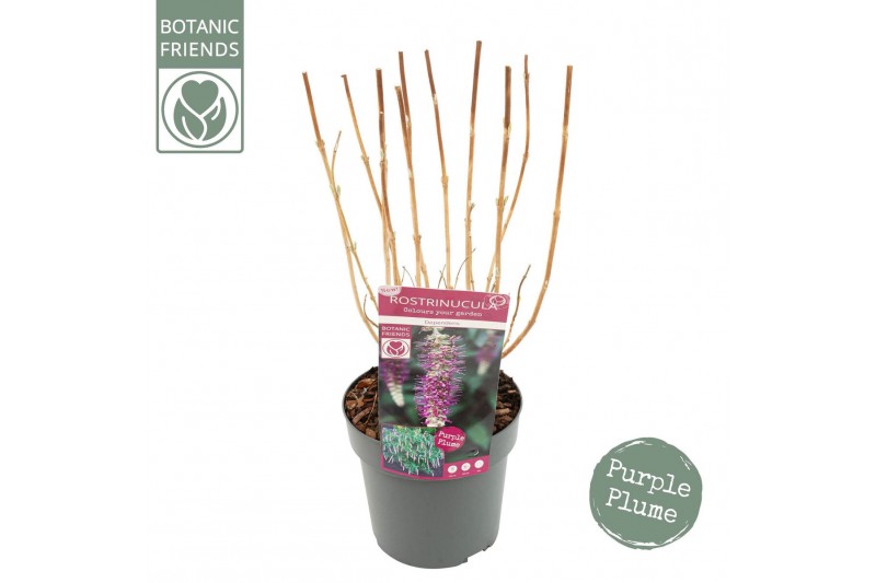 Heesters Rostrinucula Dependens 