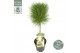 Pinus nigra Pinus nigra Summer Breeze ®40 cm cm stam 