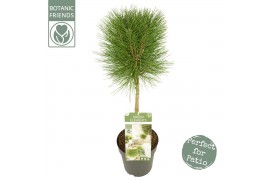 Pinus nigra Pinus nigra Summer Breeze ®40 cm cm stam