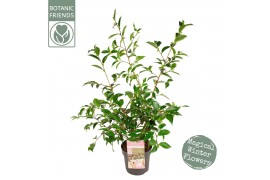 Camellia japonica Camellia sas. Strawberry Swirl Premium25 bl.