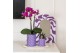 Phalaenopsis Kolibri Gift Set small Optimism high mix2 pp 2 tak/plnt 1 