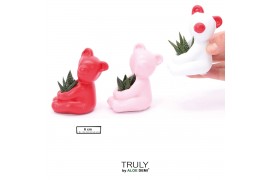 Succulenten TRULY Succulent, Bear mini1 pp