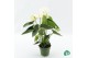 Anthurium andr. alpine White 