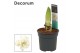 Hippeastrum alfresco Alfresco 2 Knop (Decorum) 
