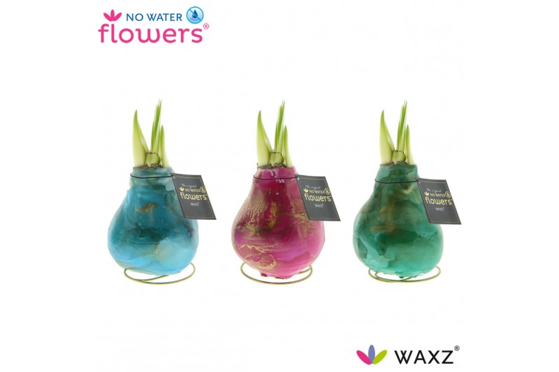 Hippeastrum gewaxt No Water Flowers® Univerz Saturnus2 tak/plnt 