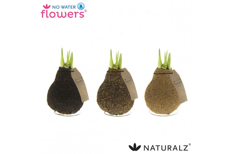 Hippeastrum gewaxt No Water Flowers Naturalz Corkz Mix2 tak/plnt 