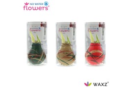 Hippeastrum gewaxt No Water Flowers Waxz® Art Munch in Koker2 tak/plnt
