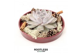Arrangementen succulenten ROOTLESS Echeveria autumn, burgundy red bowl