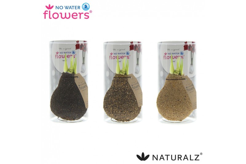 Hippeastrum gewaxt No Water Flowers Naturalz Corkz Mix in Koker2 tak/p 