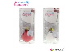 Hippeastrum gewaxt No Water Flowers Waxz® Kolibri mix in koker2 tak/pl