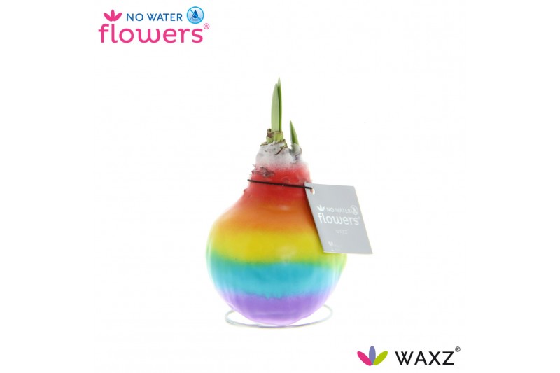 Hippeastrum gewaxt No Water Flowers Waxz® Rainbow2 tak/plnt 