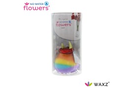Hippeastrum gewaxt No Water Flowers Waxz® Rainbow in Koker2 tak/plnt