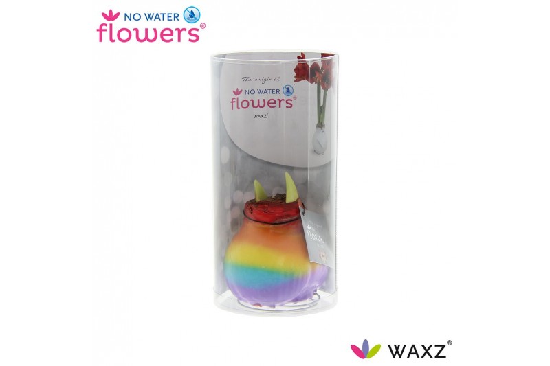 Hippeastrum gewaxt No Water Flowers Waxz® Rainbow in Koker2 tak/plnt 