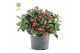 Gaultheria procumbens big berry Gaultheria pr. Big Berry® P1517 cm dia 