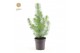 Pinus pinea silver crest Pinus pinea Silver Crest P10,5 (35-45) 
