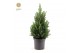 Picea glauca december Picea gl. December® P19 40/50 