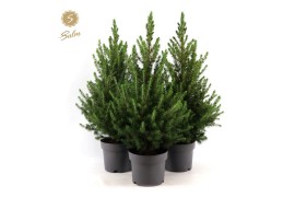 Picea glauca december Picea gl. December® P19 50/60