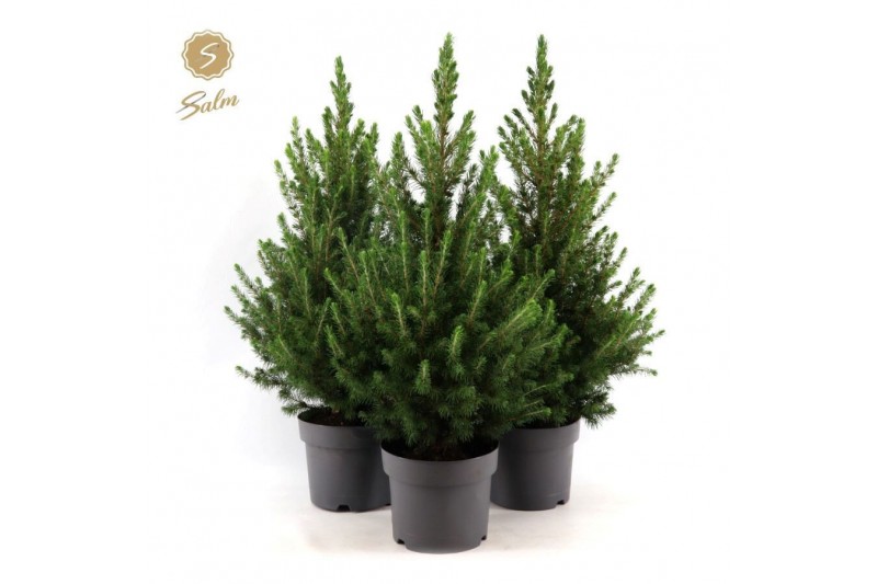 Picea glauca december Picea gl. December® P19 50/60 