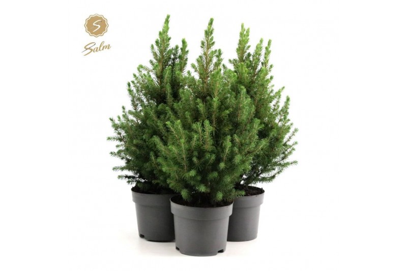 Picea glauca december Picea gl. December® P17 35/40 
