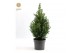 Picea glauca december Picea gl. December® P17 35/40 
