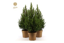 Picea glauca december Picea gl. December® P19 50/60 in Pot Gold