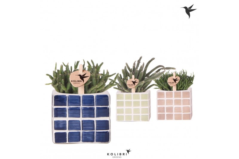Rhipsalis mix Kolibri Greens Rhipsalis mix in Mosa pot blue mix1 pp 
